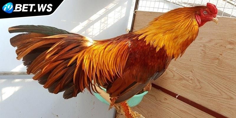 Gà Vảy Rồng I9BET Giống Quý Hiếm Và Sức Mạnh Phi Thường 1 Đôi nét về dòng gà Vảy Rồng I9BET