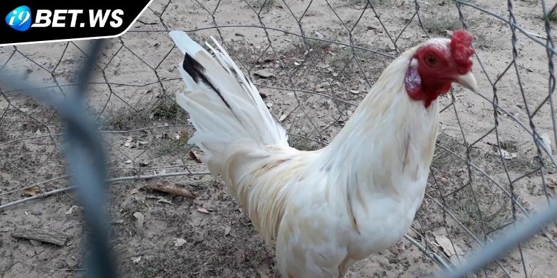 Gà bướm I9BET Chiến kê lừng danh trong giới trực tuyến 3 Gà bướm chân vàng