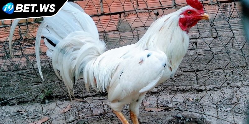Gà bướm I9BET Chiến kê lừng danh trong giới trực tuyến 1 Gà bướm I9BET định nghĩa và nguồn gốc