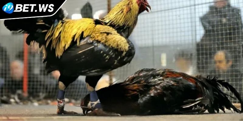 Đá Gà AOG I9BET Sân Chơi Trực Tuyến Đẳng Cấp Hàng Đầu 2025 1 Giới thiệu về sảnh đá gà AOG I9BET