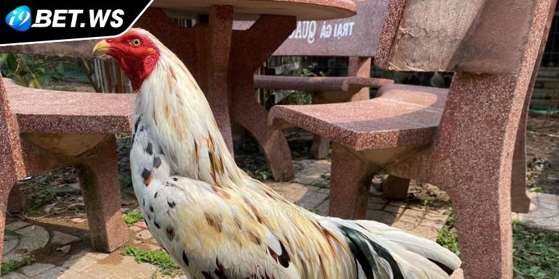 Gà bướm I9BET Chiến kê lừng danh trong giới trực tuyến 2 Phong thủy và bản mệnh của gà bướm